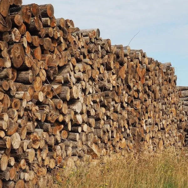 LKW mit Rundholz – Buche, Eiche, Hornbeam – 30 Ster.